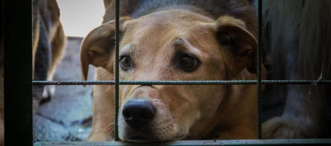 Procurador expide normativa para proteger a los animales en el país